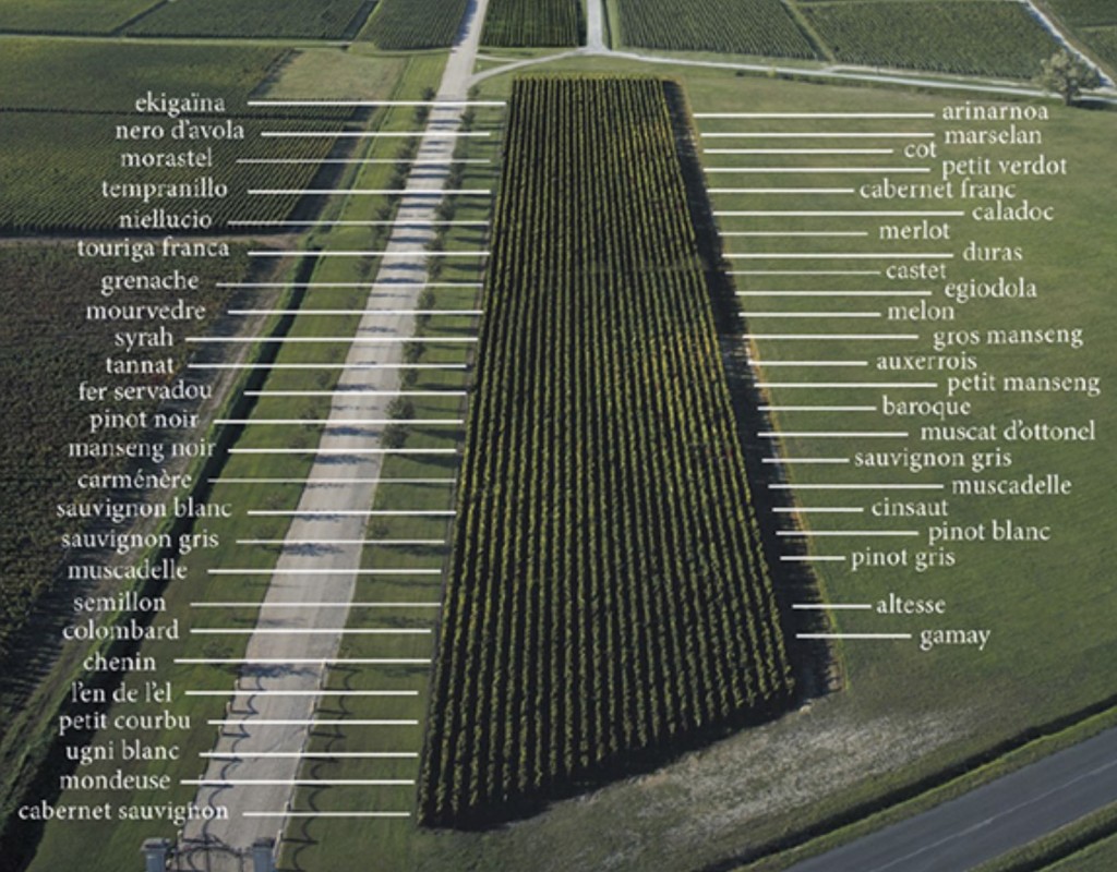 De experimentele wijngaard van La Tour Carnet / foto Maison Magrez La Tour Carnet

