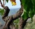 Druivenoogst Rioja veel vroeger dan normaal