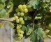 Italië is opnieuw grootste wijnproducent ter wereld
