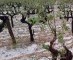 Druivenoogst bedreigd na zware hagelbui in Catalaanse Penedèsregio