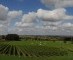 Vintage Heuvelland vzw moet waken over toekomst wijnstreek