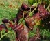 Franse biodynamische wijnbouwer voor rechter wegens niet sproeien van wijngaard