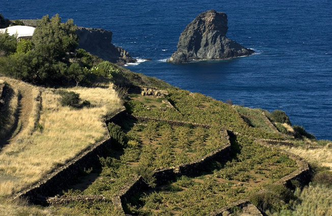 Pantelleria wijngaard