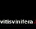 invitisvinifera.be